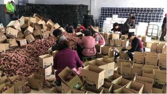 互聯(lián)網(wǎng)浪潮下的農(nóng)產(chǎn)品爆款 臨安小香薯與電商銷售新格局